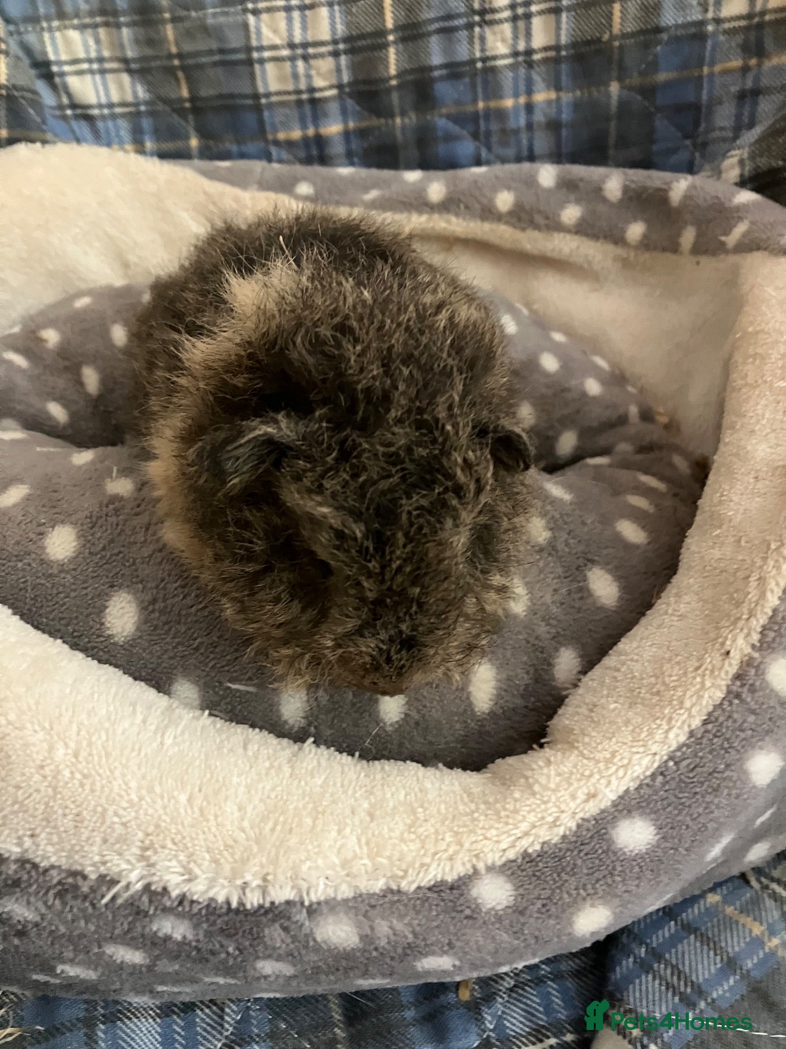 Guinea Pig rodents Lots of lovely baby boy - Advert 3