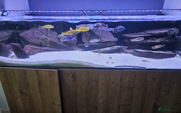 Cichlids fish for sale: African cichlids -  - Image 5