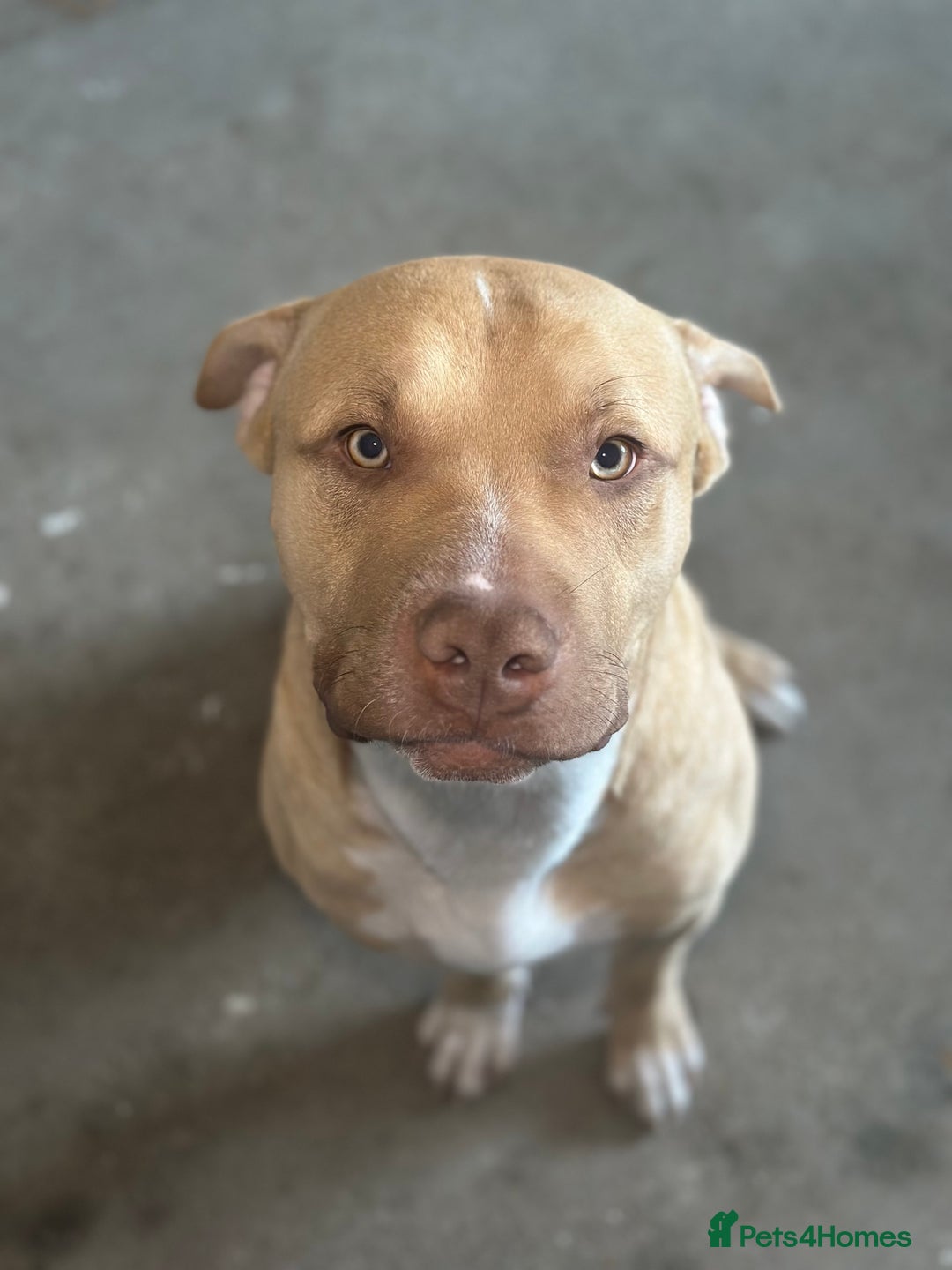 Mixed Breed dogs for sale: Prince puppy - Image 3