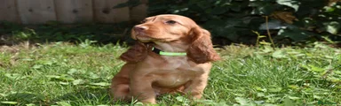 Cocker Spaniel 4