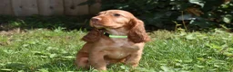 Cocker Spaniel dogs for sale: Ready Now Kc Reg Show Type Cocker Spaniel  - Advert 19