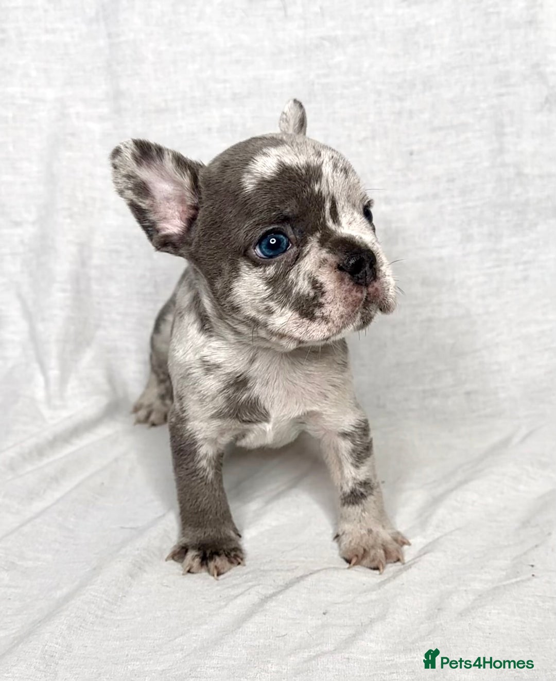 French Bulldog dogs for sale: Stunning fluffy Frenchies ready to leave now  - Advert 12