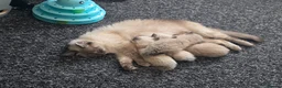 Ragdoll cats for sale: 🌸 ragdoll babies - 1 MALE LEFT 🌸 - Advert 8