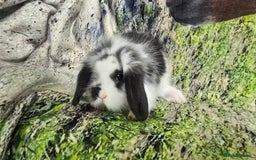 Mini Lop rabbits for sale: Beautiful Mini Lop Baby Rabbits - Image 4