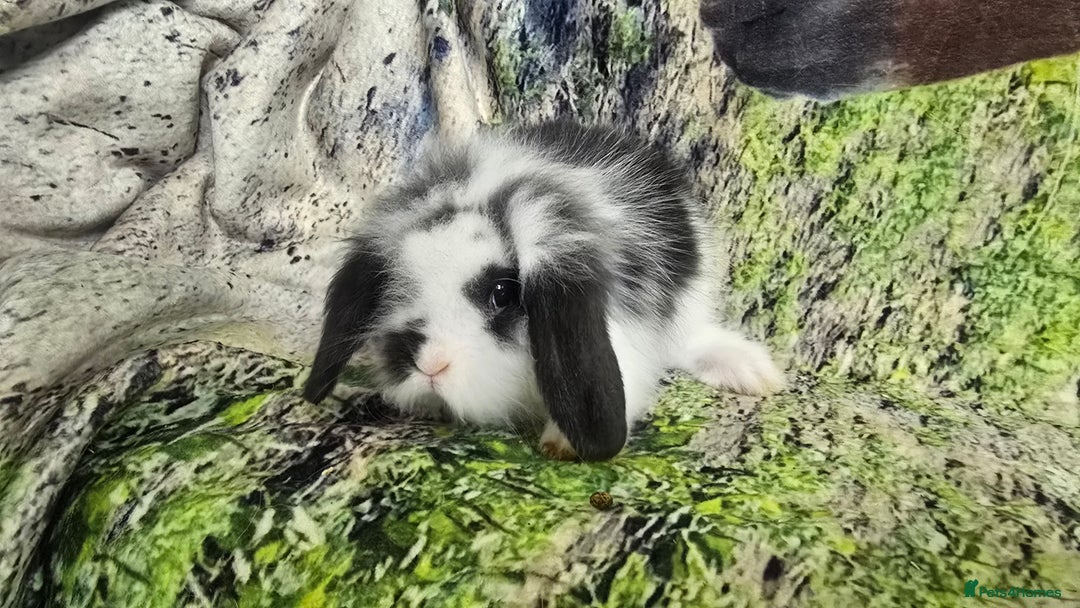 Mini Lop rabbits for sale: Beautiful Mini Lop Baby Rabbits - Image 4