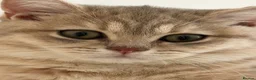 Brazilian Shorthair cats for sale: 2 Girls | Fully Pedigree British Shorthair | GCCF  - Advert 12