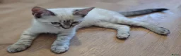 Mixed Breed cats for sale:  1 girl left lynx point - BLUE eyed ragdoll mix - Advert 39