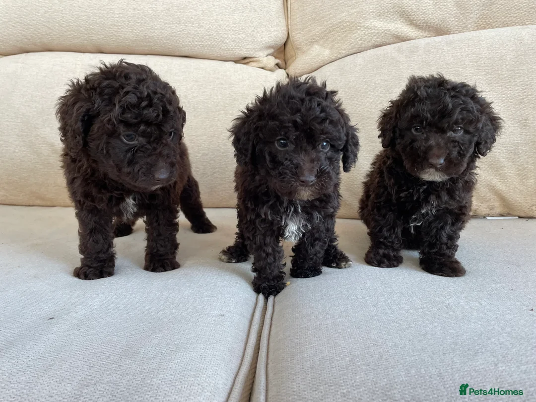 Labradoodle dogs for sale: Stunning miniature labradoodle puppies - Advert 2