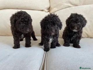 Labradoodle dogs Chocolate miniature labradoodle puppies - Advert 4