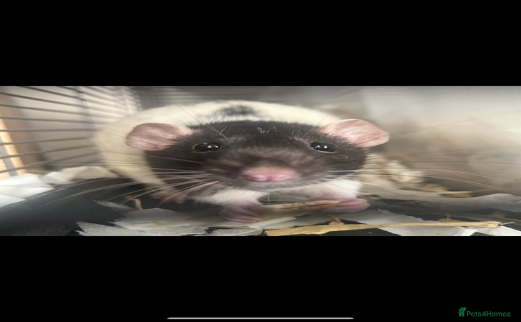 Rat rodents - Advert 7