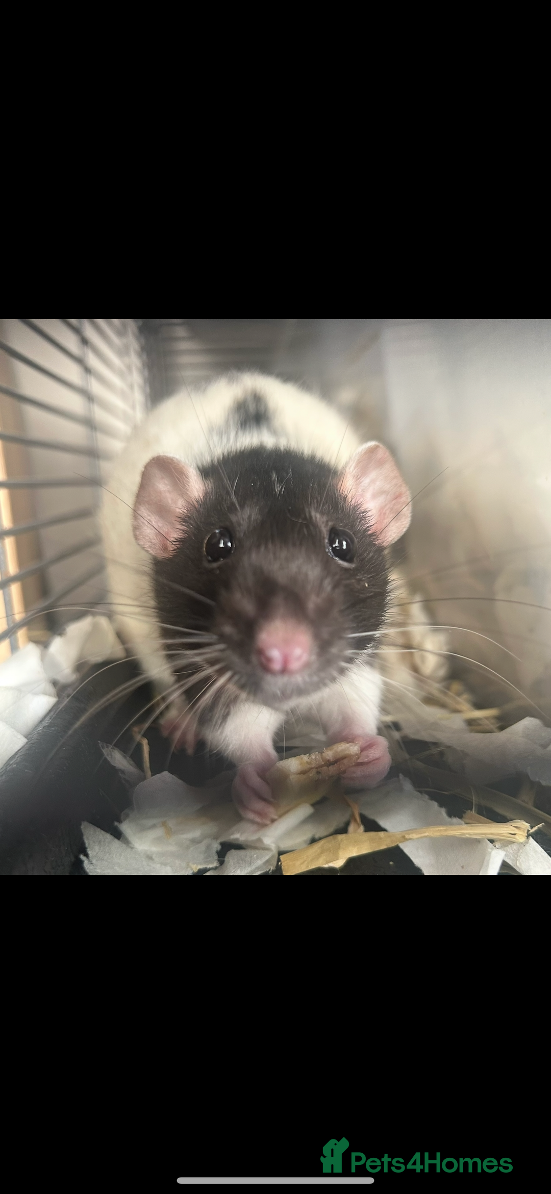 Rat rodents for sale: 3 female rats  - Image 1