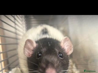 Rat rodents - Advert 25