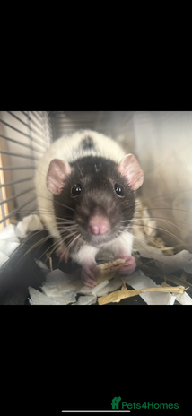 Rat rodents - Advert 8