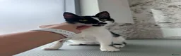 Mixed Breed cats for adoption: Milla for adoption in Kidlington - Advert 9