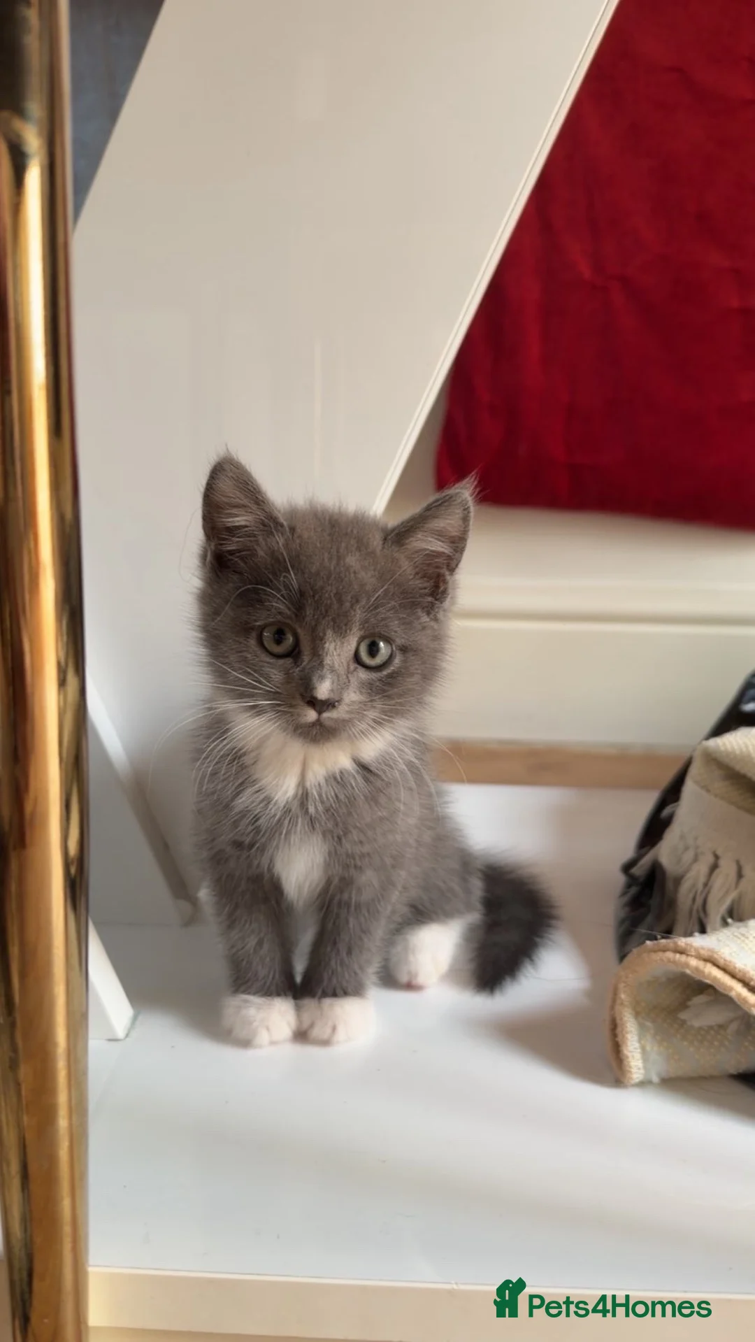 British Shorthair cats for sale: Fluffy Grey & White Mixed British Shorthair Kitten - Advert 2