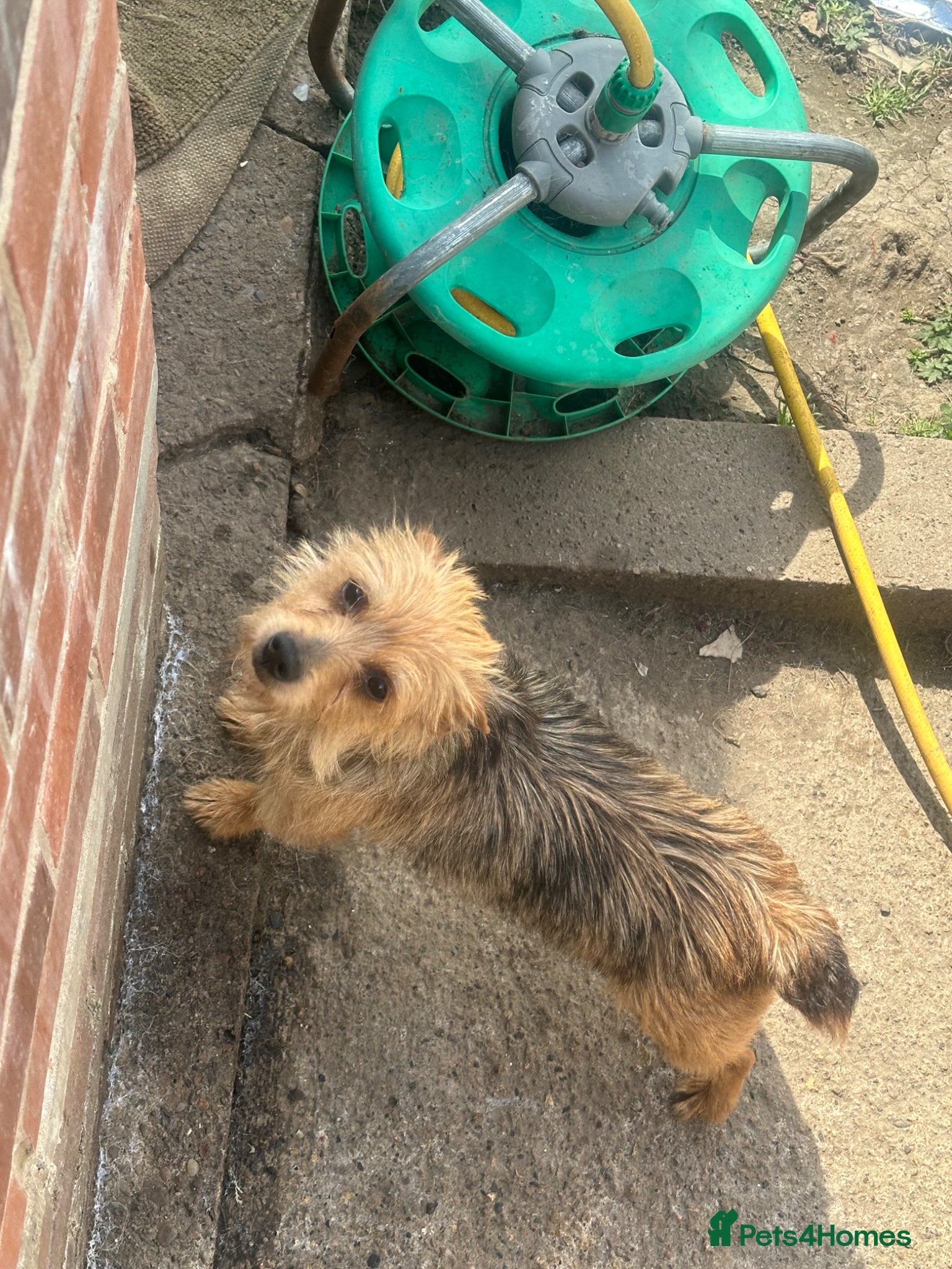 Yorkshire Terrier dogs 3 beautiful puppies  - Advert 1