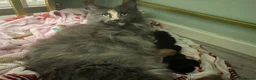 Maine Coon cats for sale: Maine Coon girl looking for retirement home - Advert 4