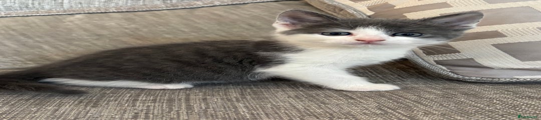 Mixed Breed Kitten 2