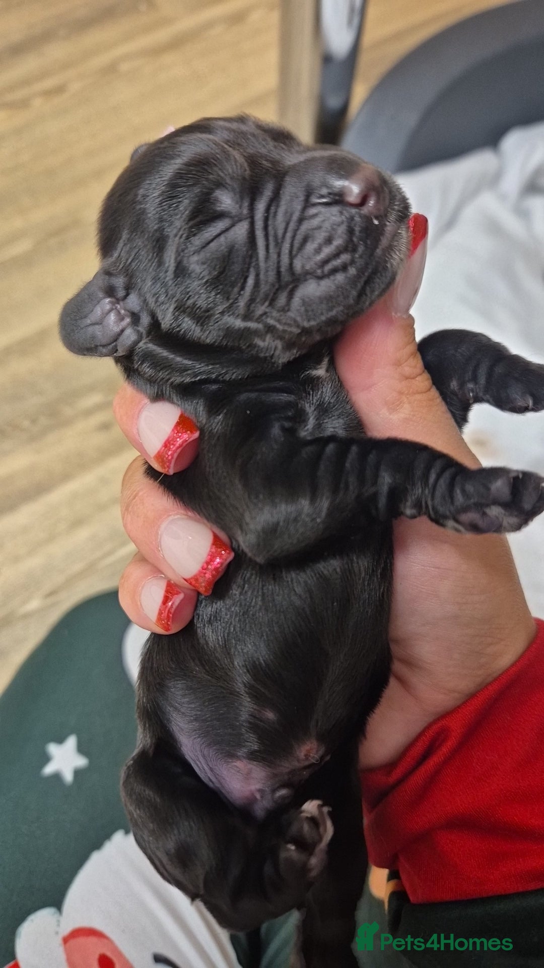 Cocker Spaniel dogs for sale: Stunning cocker spaniel pups - Advert 11