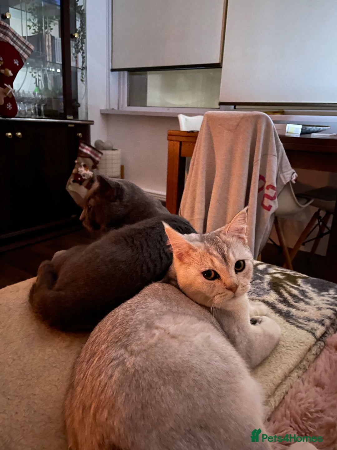 British Shorthair cats for sale: Unusual litter of British Shorthairs-read des. - Image 9
