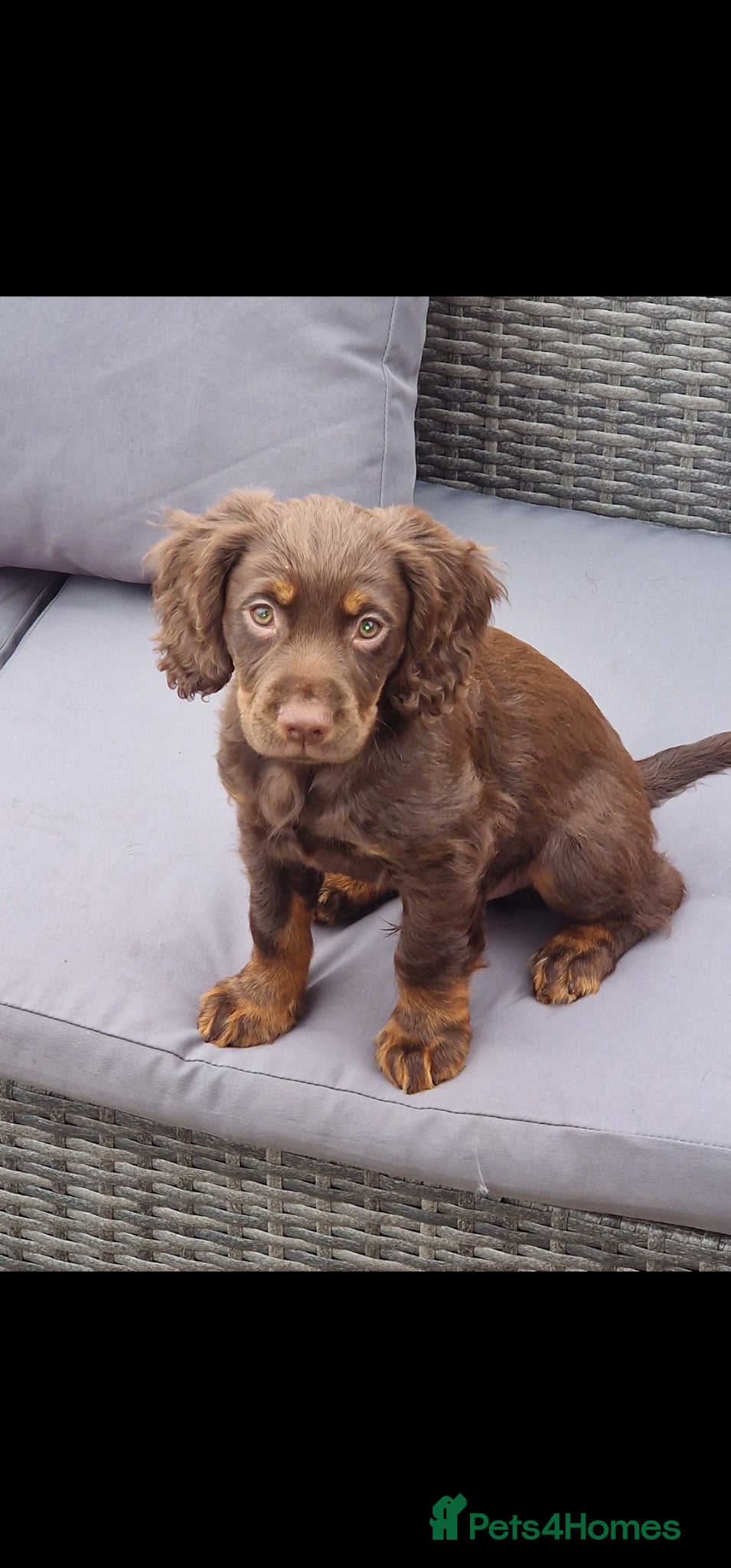 Cocker Spaniel dogs Working Cocker Spaniel  - Advert 3