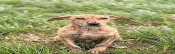 Mixed Breed dogs for sale: Cracking lurcher male  - Advert 1