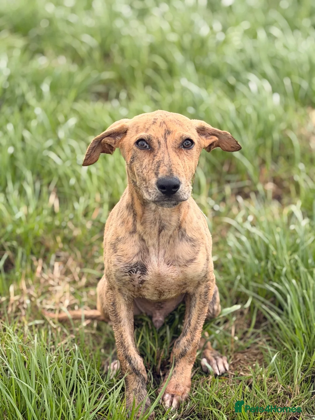 Mixed Breed dogs for sale: Cracking lurcher male  - Advert 1