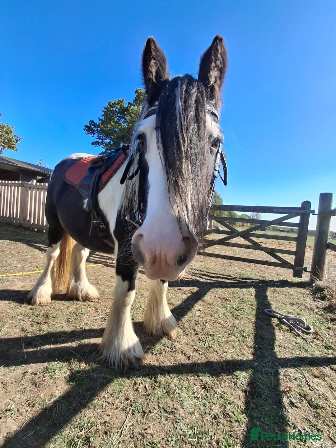 Riding pony horses for sale: Nancy  - Advert 5