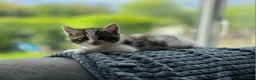 Mixed Breed cats for sale: Three beautiful kittens ready now in Stoke-on-Trent - Advert 3