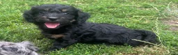 Cockapoo dogs for sale: F1 toy cockapoo puppies for sale  - Advert 7