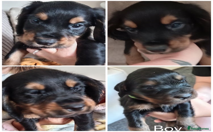 Cocker Spaniel dogs - Advert 3