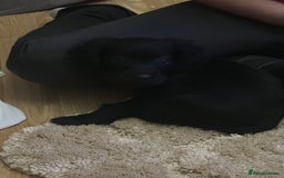 Cockalier dogs for sale: Cockier  - Advert 6