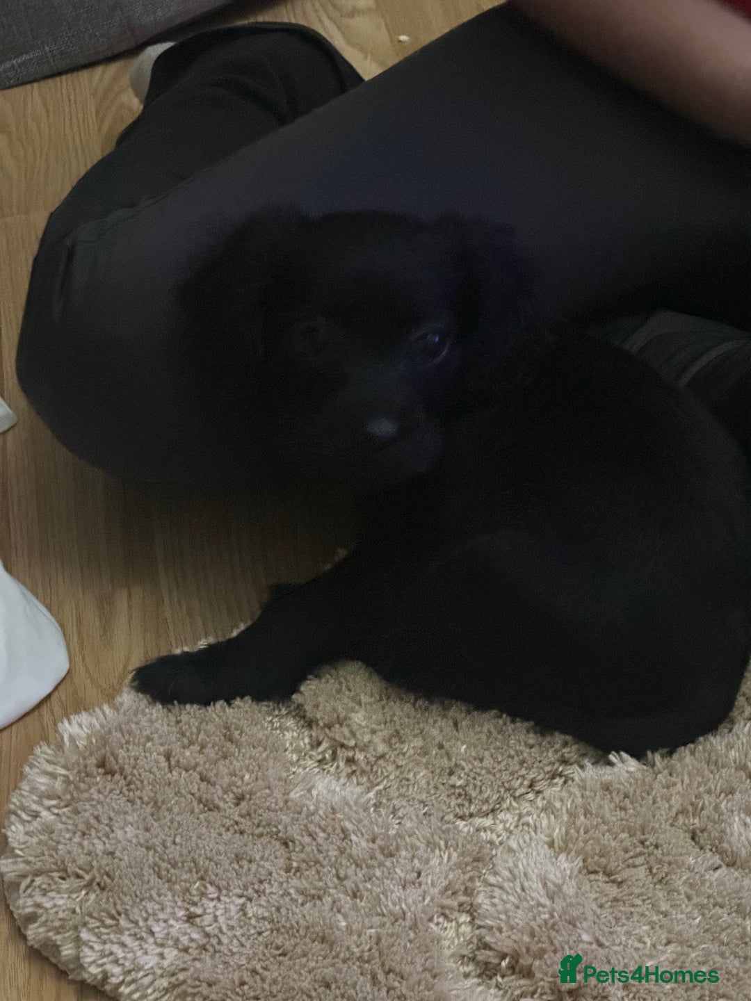 Cockalier dogs for sale: Cockier  - Advert 6