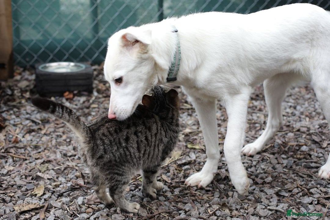 Mixed Breed dogs for adoption: 💖🐶 BELLA 🐶💖 - Advert 10