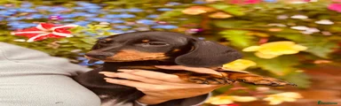 Miniature Dachshund 1