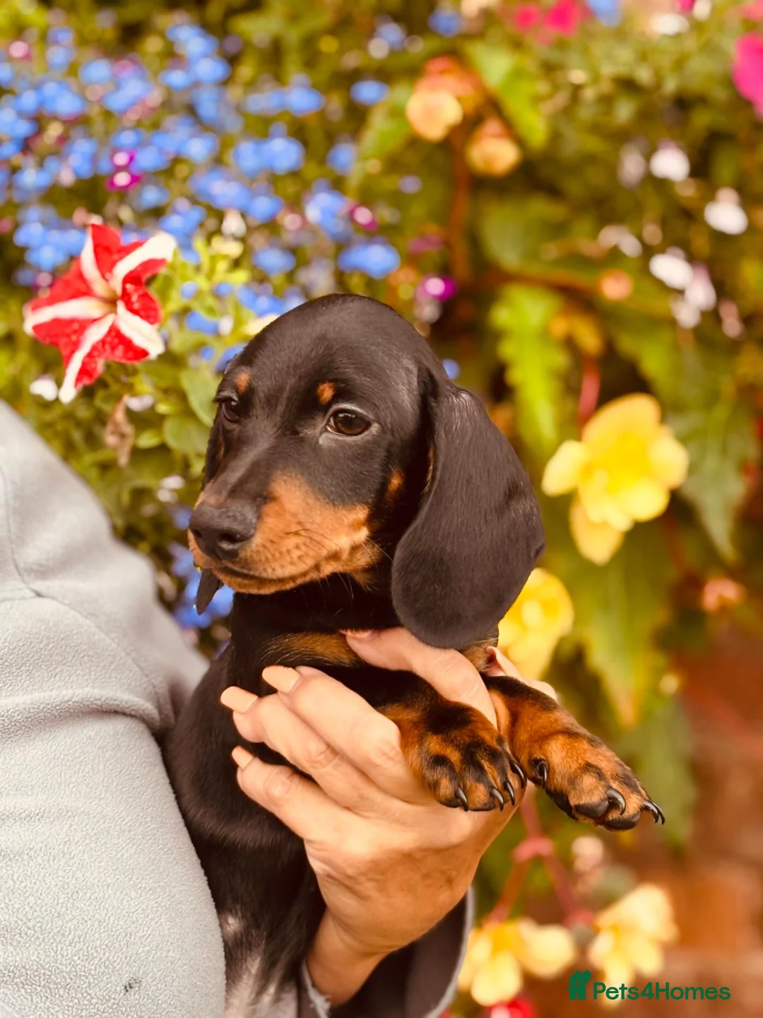 Miniature Dachshund dogs for sale: Stunning KC dachshund boy available - Advert 2