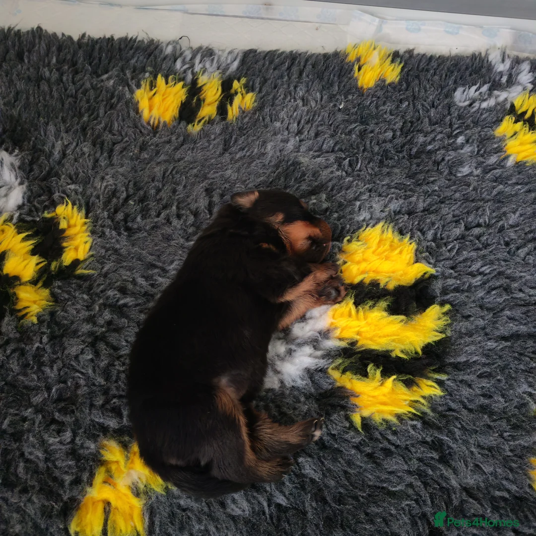 Rottweiler dogs for sale: Excellent Pedigree Dog Puppy - Advert 4