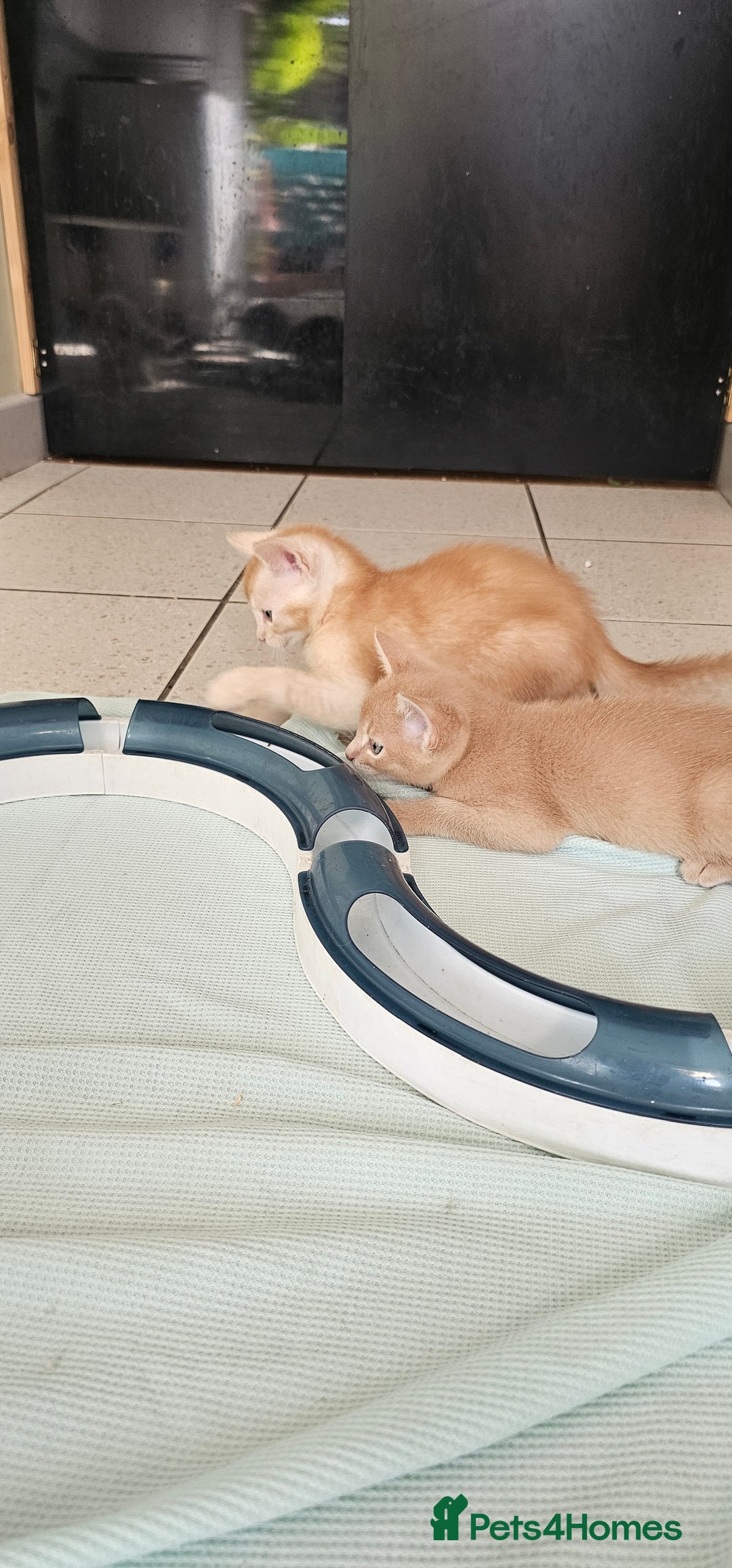 Abyssinian cats for sale: Abyssinian and Bengal x kittens 😻 - Image 8