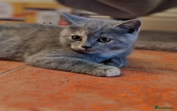 Scottish Fold cats for sale: Only 1 🐱 left.Scottish fold x BSH kittens - Image 1