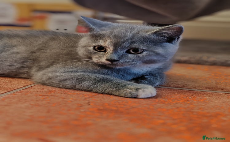 Scottish Fold cats - Advert 4