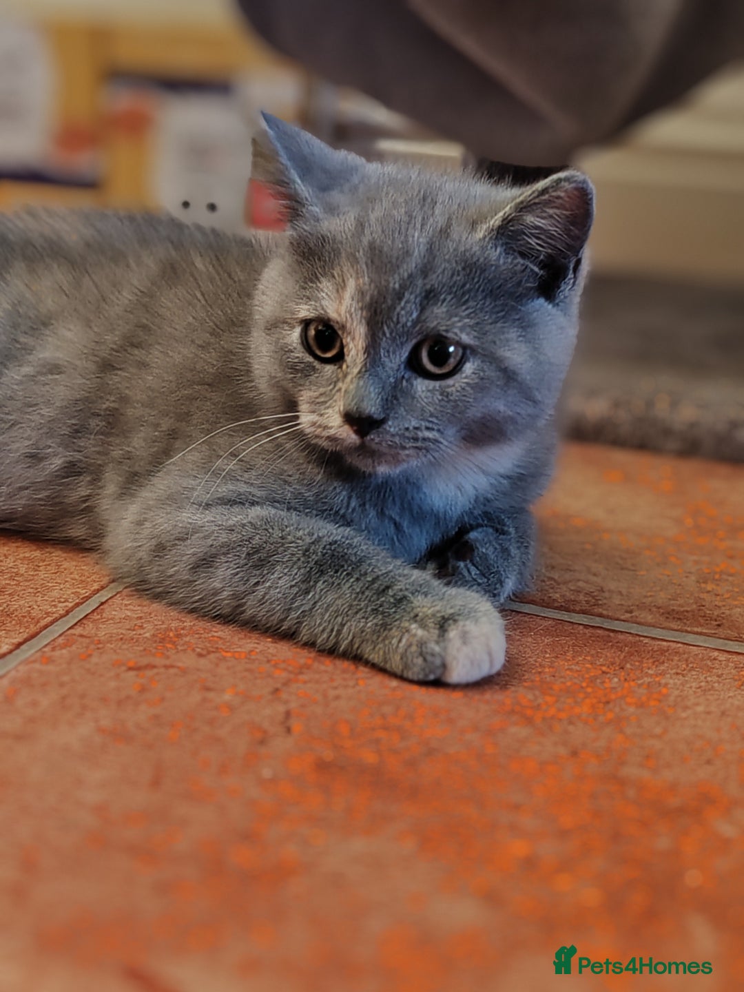 Scottish Fold cats for sale: Only 1 🐱 left.Scottish fold x BSH kittens - Image 1