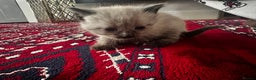 Siamese cats for sale: Siamese x russian blue kittens - Advert 18