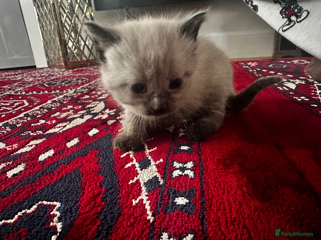 Siamese cats for sale: Siamese x russian blue kittens - Advert 18