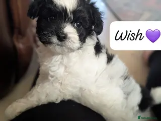 Chipoo dogs Chipoo Puppies only 2 left - Advert 3