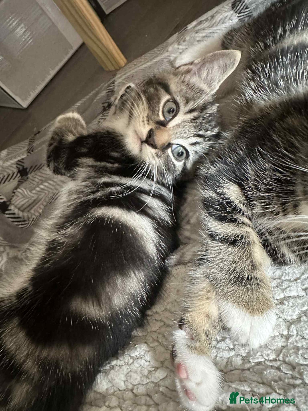 Maine Coon cats for sale: Maine coone mix lovely kitten in Leeds - Image 15