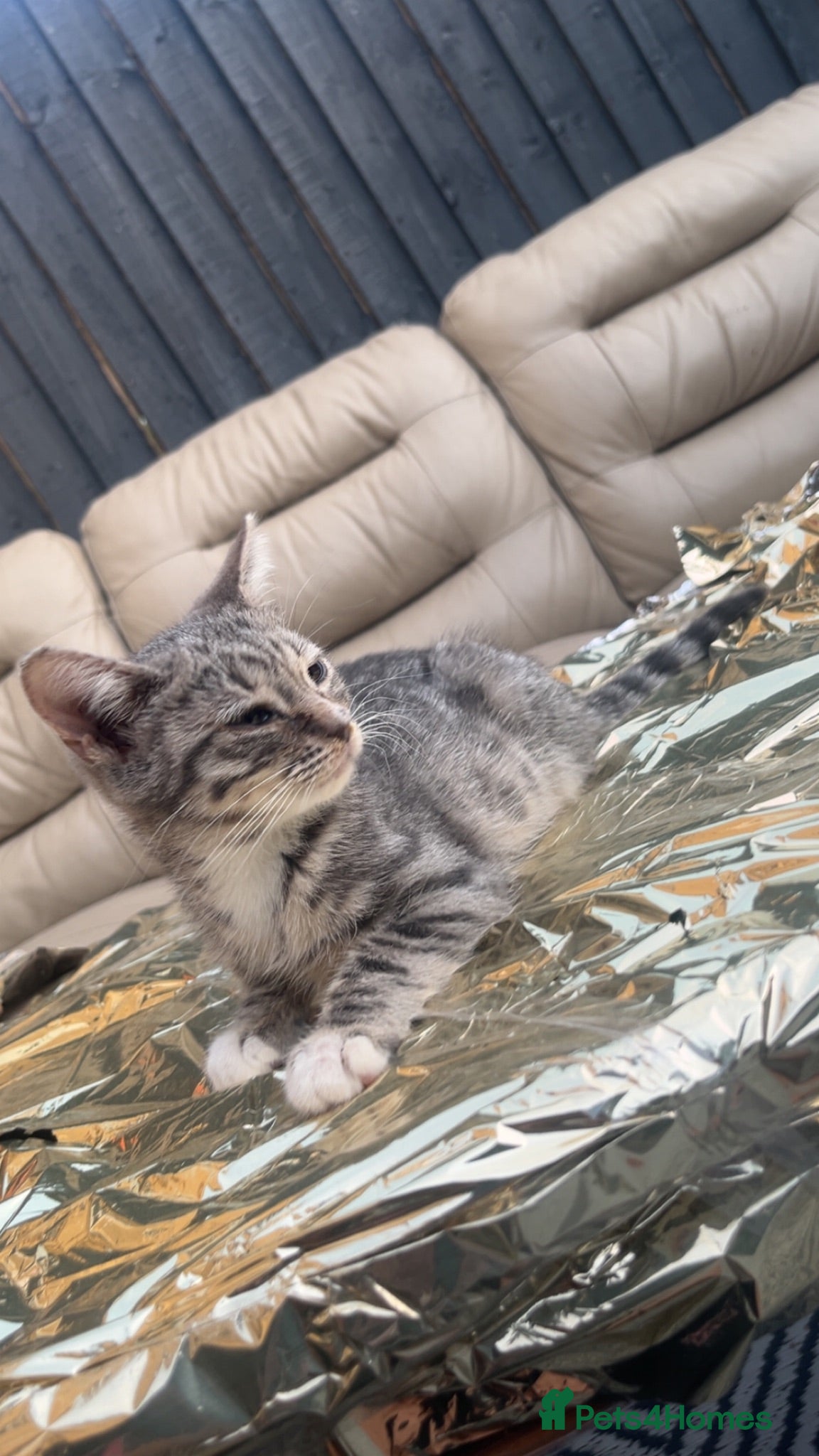 Bengal cats exotic grey leopard bengal mix kitten - Advert 3