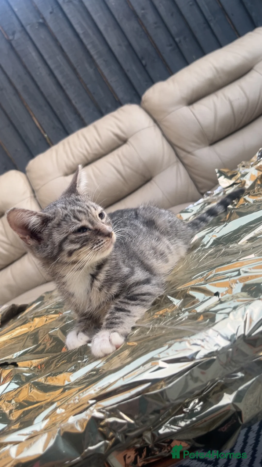 Bengal cats for sale: exotic grey leopard bengal mix kitten - Advert 1