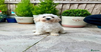 Cavachon dogs - Advert 4