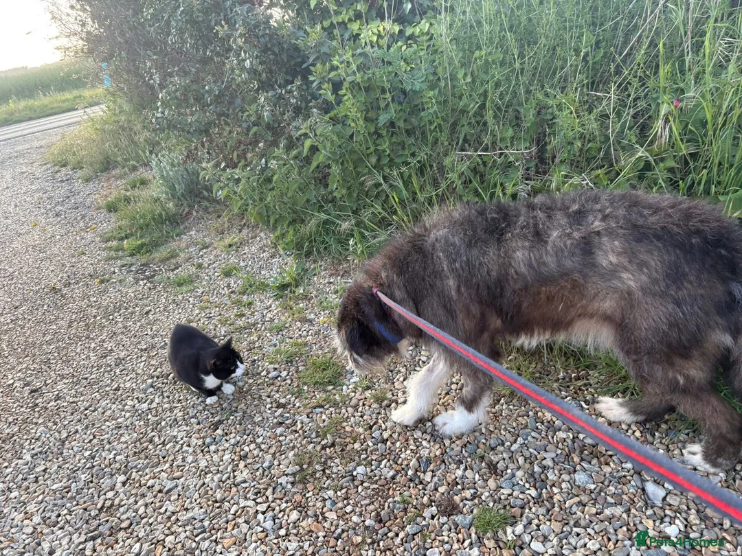 Mixed Breed dogs for adoption: Duncan - Norwich Norfolk  - Advert 16