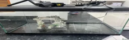 Other/Mixed Breed fish for sale: 60L Fish tank - Advert 3
